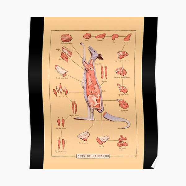 "Cuts of Kangaroo Meat Chart Classic " Poster for Sale by sedararnings Redbubble