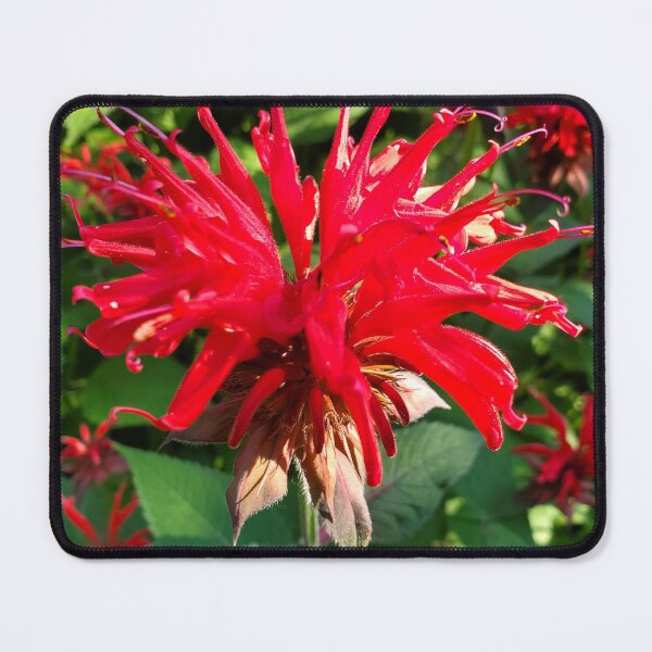 Item preview, Bee Balm designed and sold by bobewing.