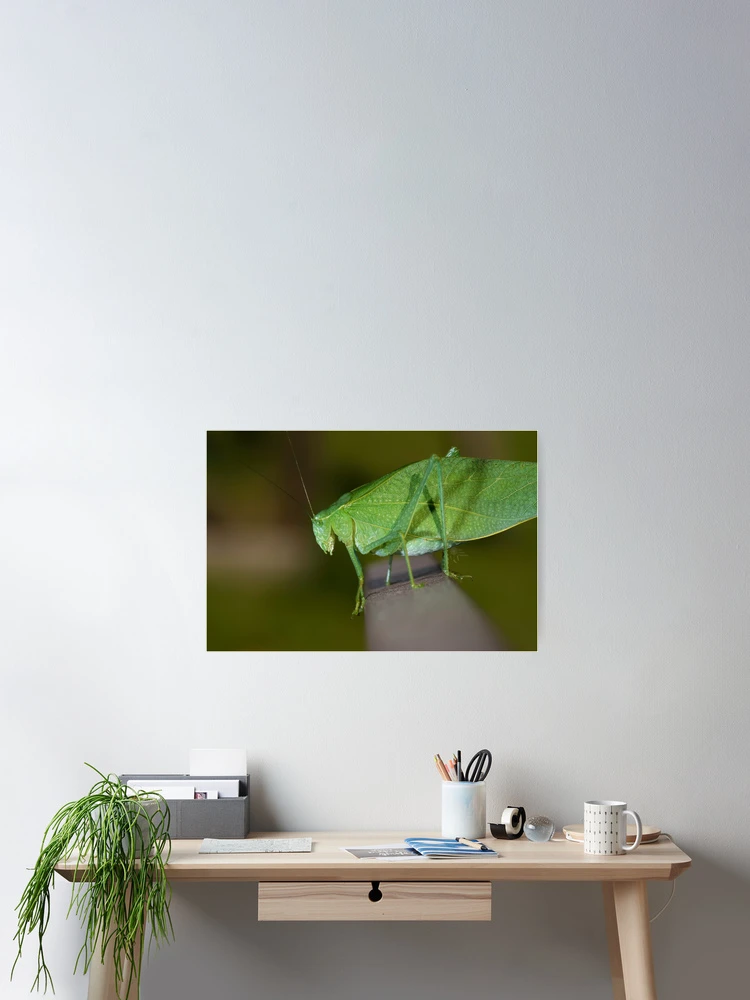 Thumbnail 2 of 3, Poster, Leaf bug designed and sold by RoryTrudeau.
