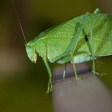 Artwork thumbnail, Leaf bug by RoryTrudeau