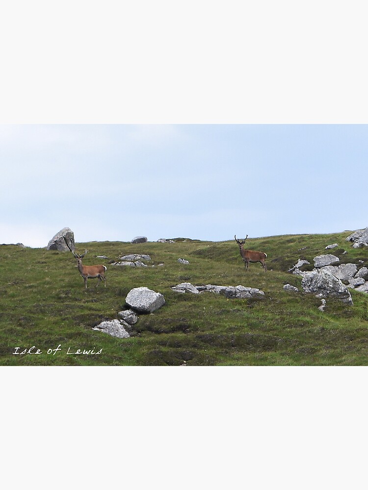 Artwork view, Wild Deer on Isle of Lewis, Scotland designed and sold by hereandback
