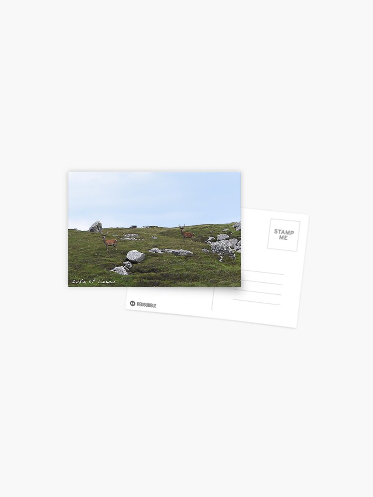 Thumbnail 1 of 2, Postcard, Wild Deer on Isle of Lewis, Scotland designed and sold by hereandback.