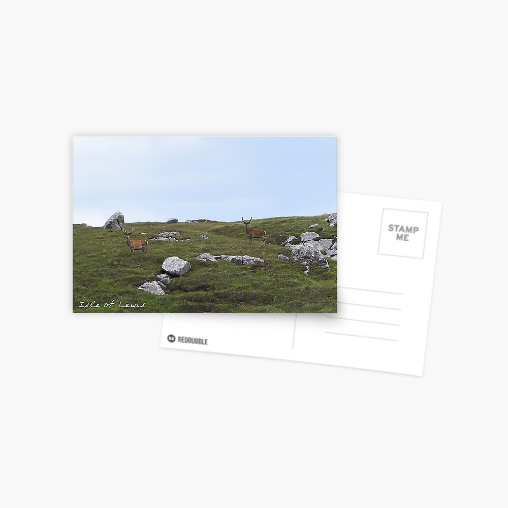 Wild Deer on Isle of Lewis, Scotland Postcard