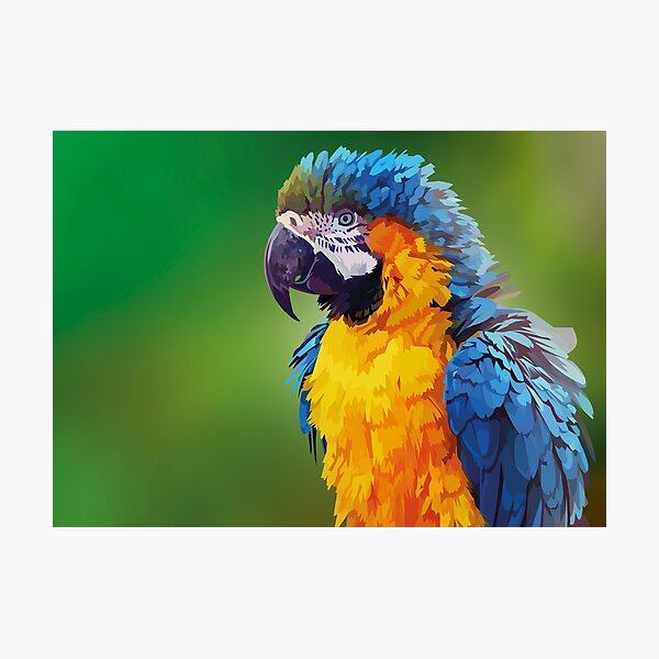 Parry the parrot Photographic Print