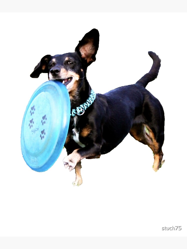 Ultimate frisbee dog hotsell