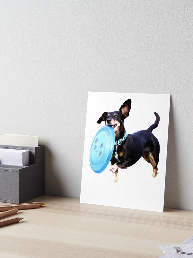 ultimate frisbee dog