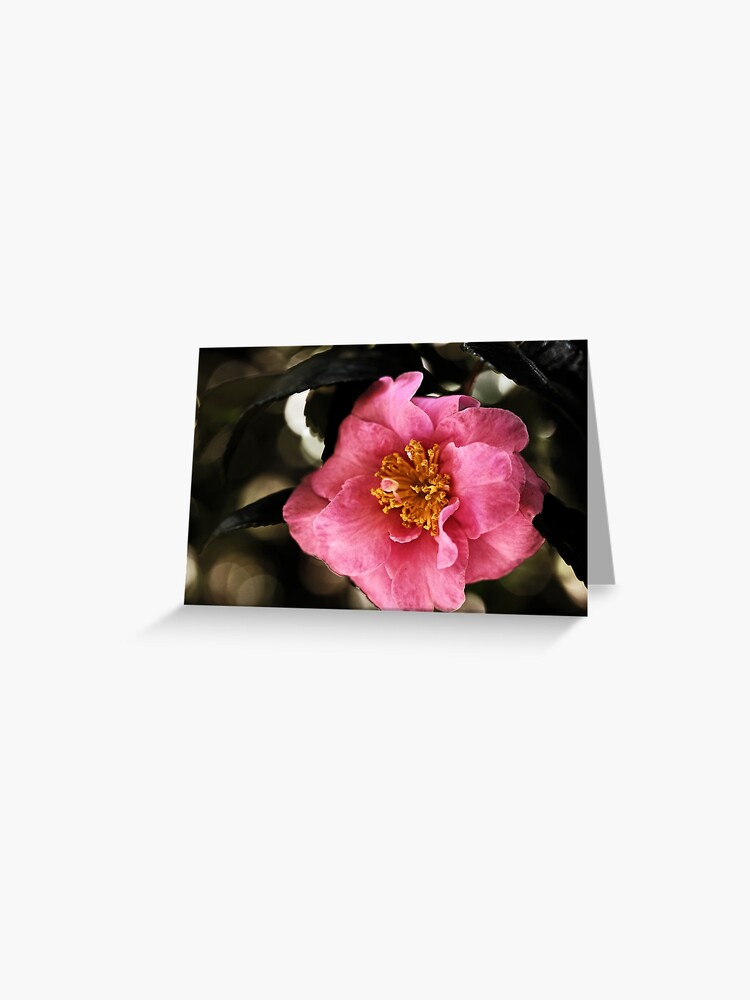 Tarjetas de felicitación «Camelia rosa» de Evita | Redbubble