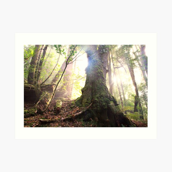 Enchanted Forest, Franklin-Gordon Wild Rivers National Park, Tasmania Art Print