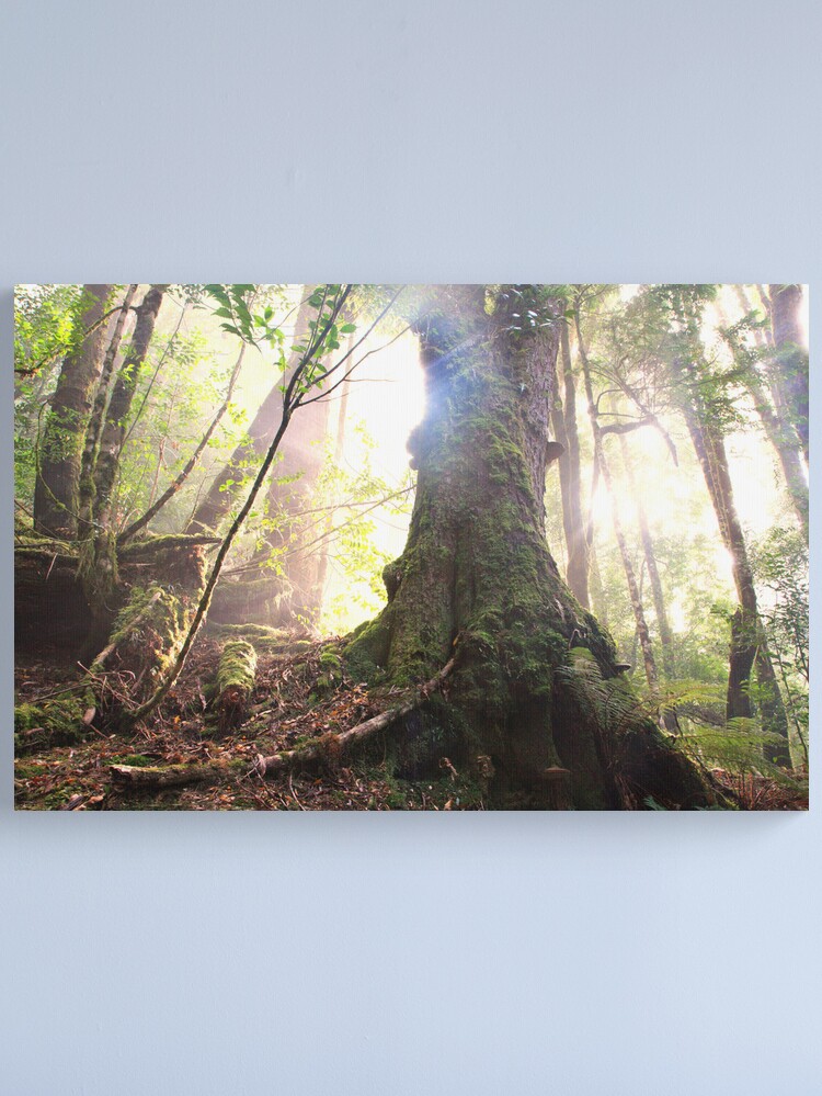 Alternate view of Enchanted Forest, Franklin-Gordon Wild Rivers National Park, Tasmania Canvas Print