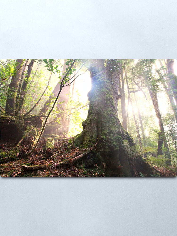 Alternate view of Enchanted Forest, Franklin-Gordon Wild Rivers National Park, Tasmania Metal Print