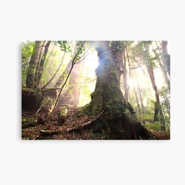 Enchanted Forest, Franklin-Gordon Wild Rivers National Park, Tasmania Canvas Print