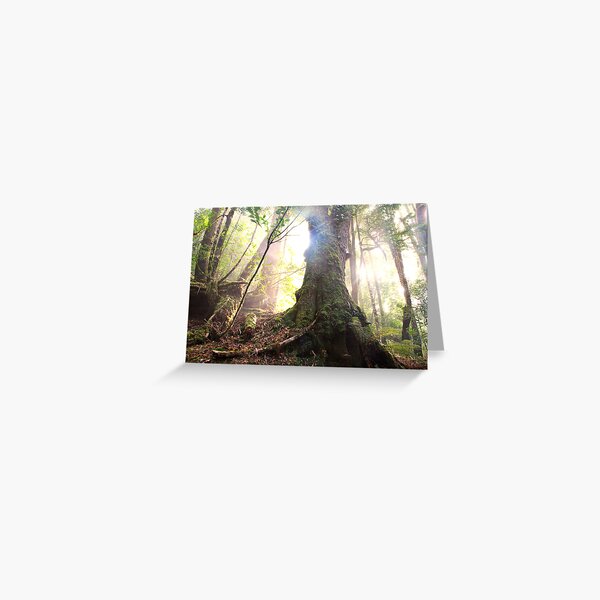 Enchanted Forest, Franklin-Gordon Wild Rivers National Park, Tasmania Greeting Card