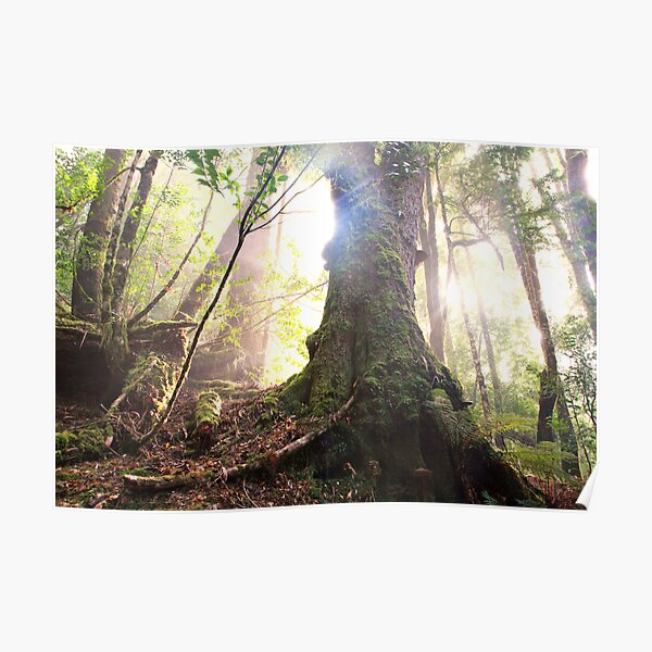 Enchanted Forest, Franklin-Gordon Wild Rivers National Park, Tasmania Poster