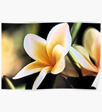 Frangipanis Poster