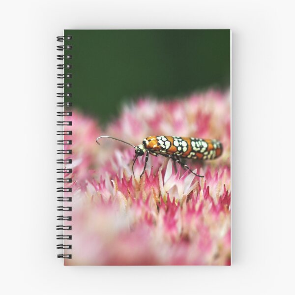 Item preview, Ailanthus Webworm Moth - My Bug Hunt designed and sold by Poete100.
