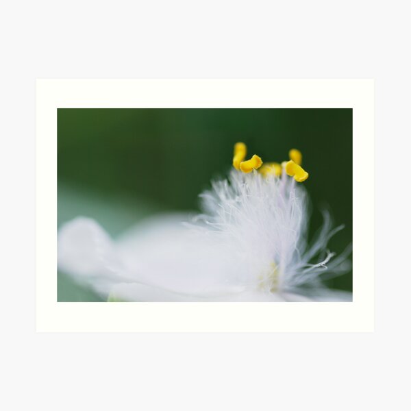 swaying gently... Art Print