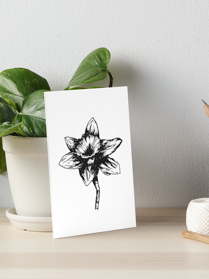 Impression Rigide Fleur De Naissance De Mars De Jonquille Dessin De Stylo Noir Et Blanc Par Mycreativegrace Redbubble