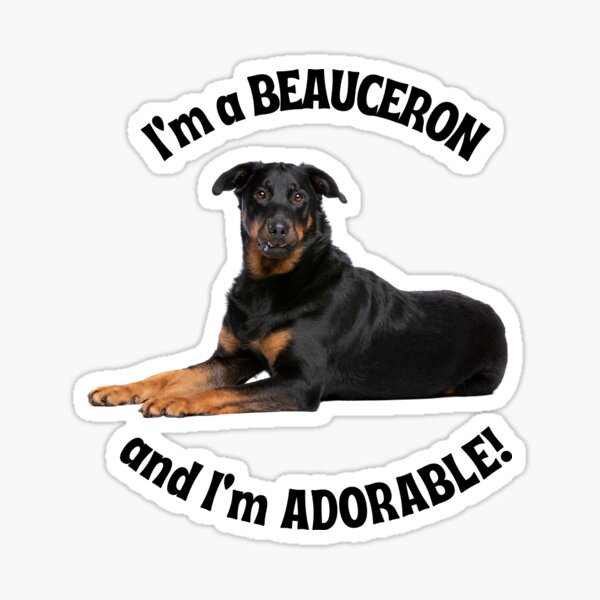Beauceron design | I'm a Beauceron, and I'm adorable, blue Sticker