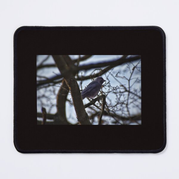 Item preview, la grajilla designed and sold by WatkinsPhotos.