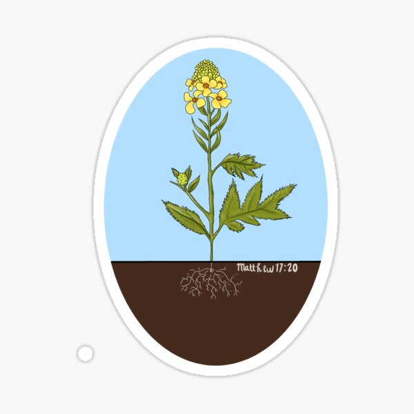 Mustard Seed Matthew 17:20 Sticker