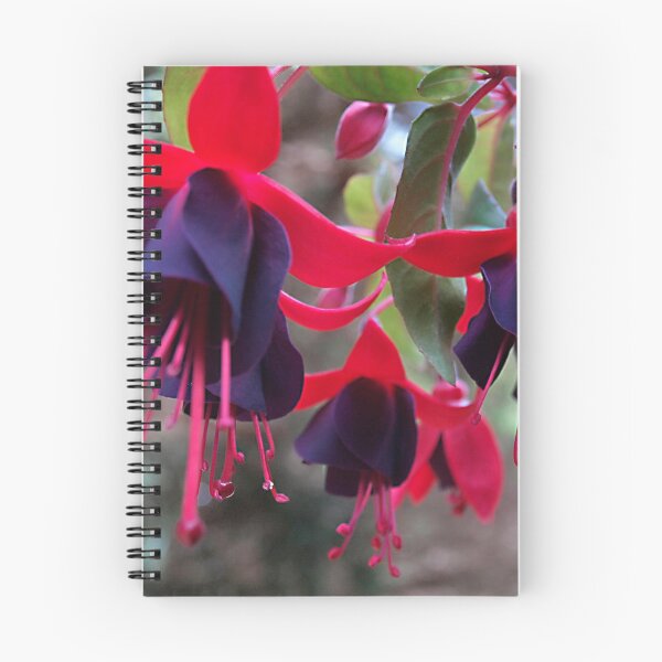 Item preview, Lord Byron Fuchsia Trio designed and sold by Bev Pascoe.