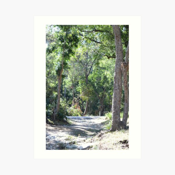 South East Queensland Bush Art Print