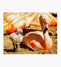 Flamingo and Baby Photographic Print