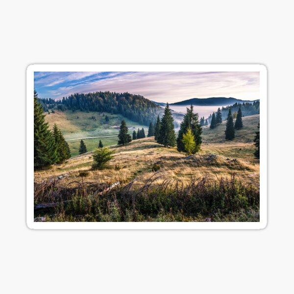 spruce forest on a hillside in foggy mountains at sunrise Sticker