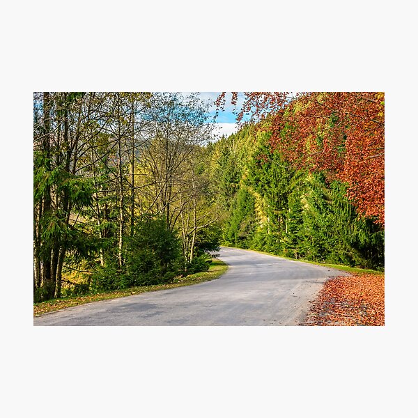 road through the forest in mountains Photographic Print