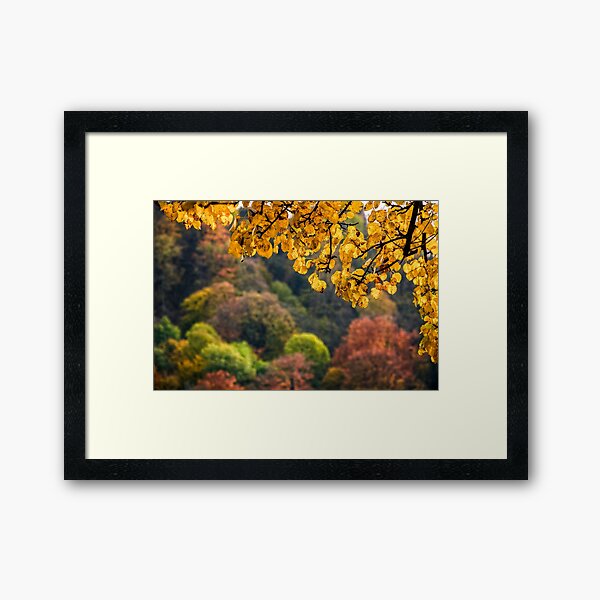 forest with colorful foliage on sunny autumn day Framed Art Print