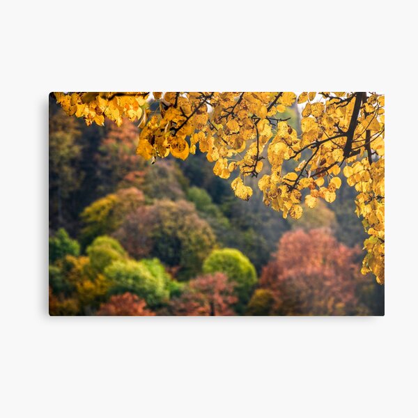 forest with colorful foliage on sunny autumn day Metal Print