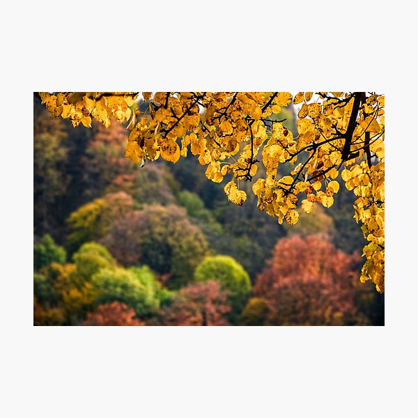 forest with colorful foliage on sunny autumn day Photographic Print