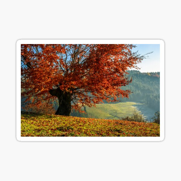 red tree in front of spruce forest in fog Sticker