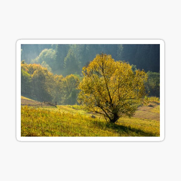 yellow tree in front of spruce forest in fog Sticker