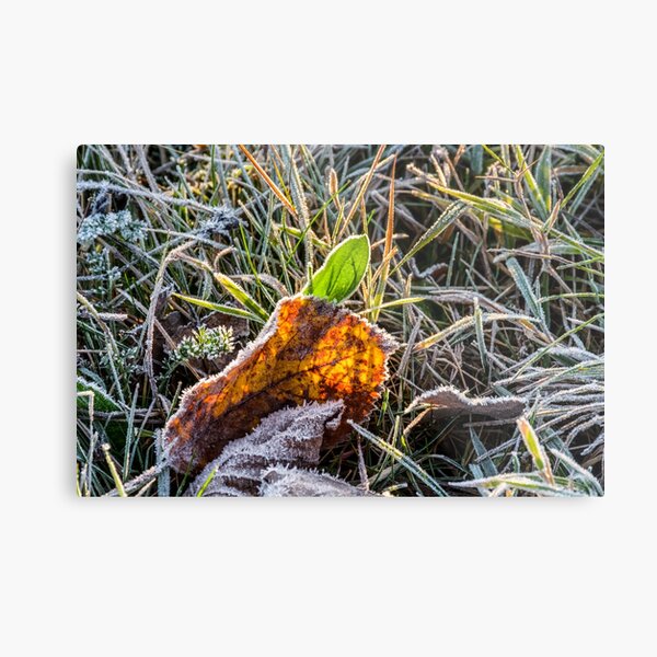 yellow and green foliage in the grass Metal Print