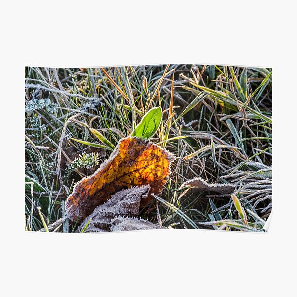 yellow and green foliage in the grass Poster