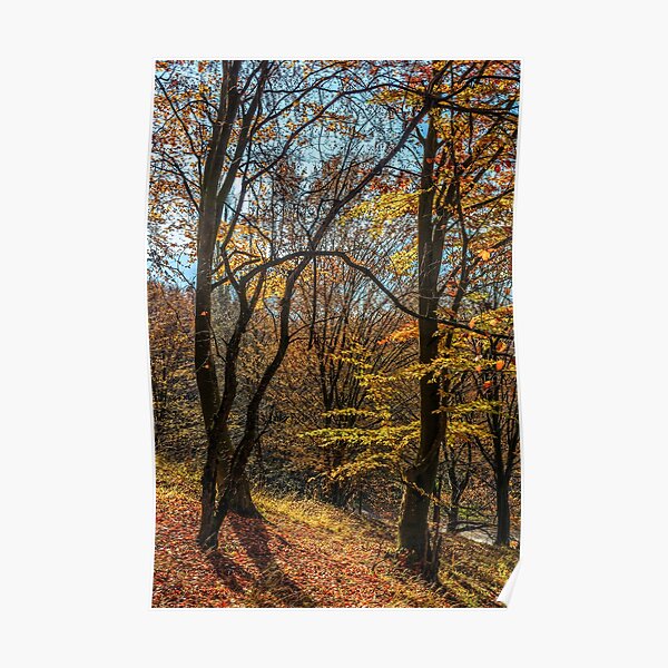 autumn forest in foliage Poster