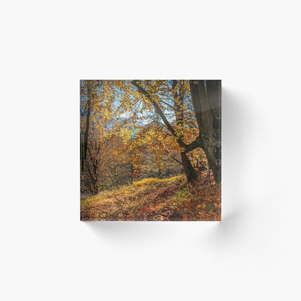 autumn forest in foliage Acrylic Block