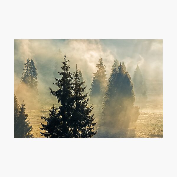 fog in the spruce forest Photographic Print