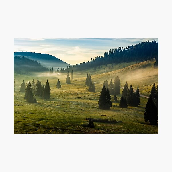 spruce forest on a hill side in fog Photographic Print