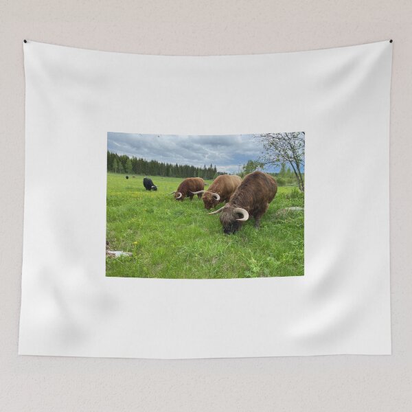 Aperçu de l'œuvre Scottish Highland Cattle Bulls at pasture 3360 créée et vendue par SaarelaHighland.