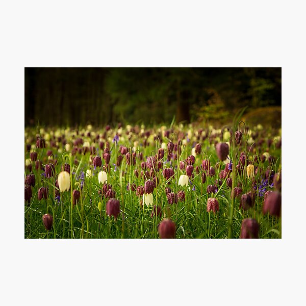 Fritillary Photographic Print