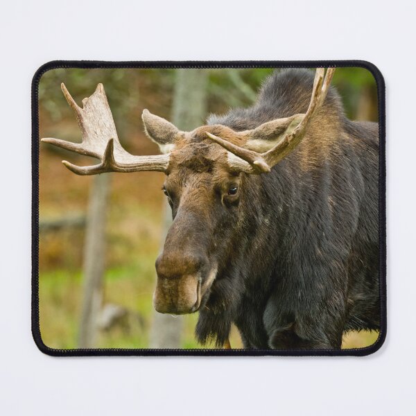 Item preview, Bull Moose designed and sold by Michael Cummings.