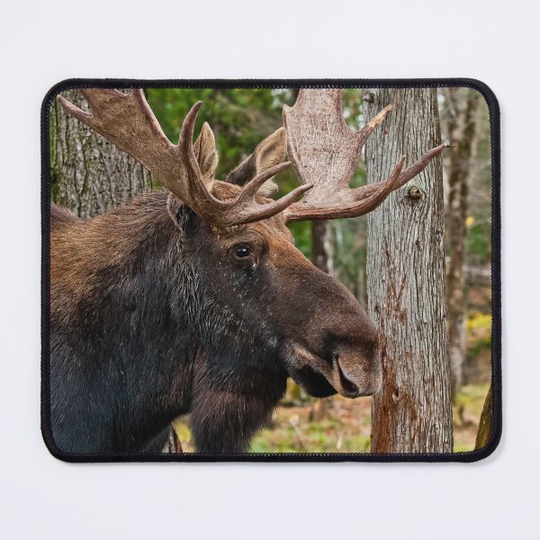 Item preview, Bull Moose designed and sold by Michael Cummings.