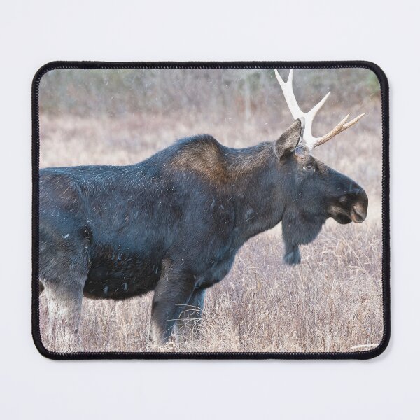 Item preview, Bull Moose designed and sold by Michael Cummings.