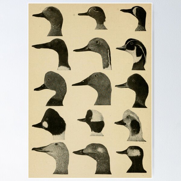 Item preview, Vintage Duck Heads designed and sold by BlueSpecsStudio.