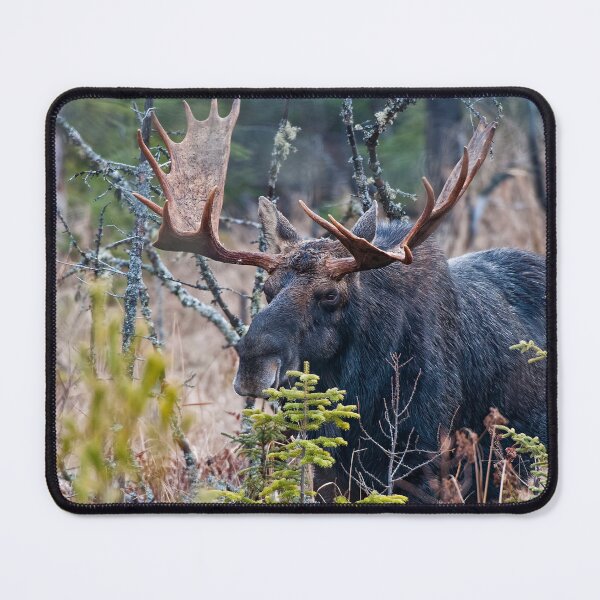 Item preview, Bull Moose designed and sold by Michael Cummings.