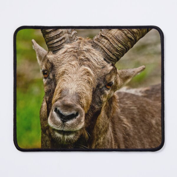 Item preview, Ibex designed and sold by Michael Cummings.