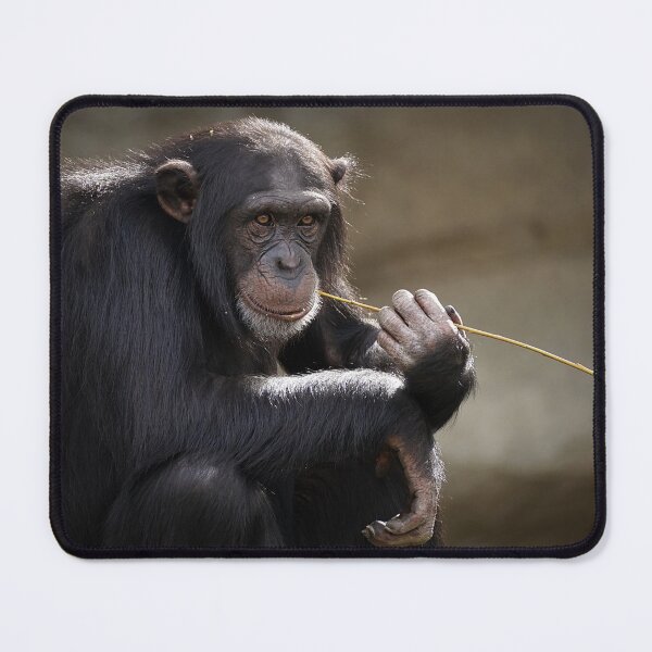 Item preview, beautiful chimpanzee portrait designed and sold by pat227jc.
