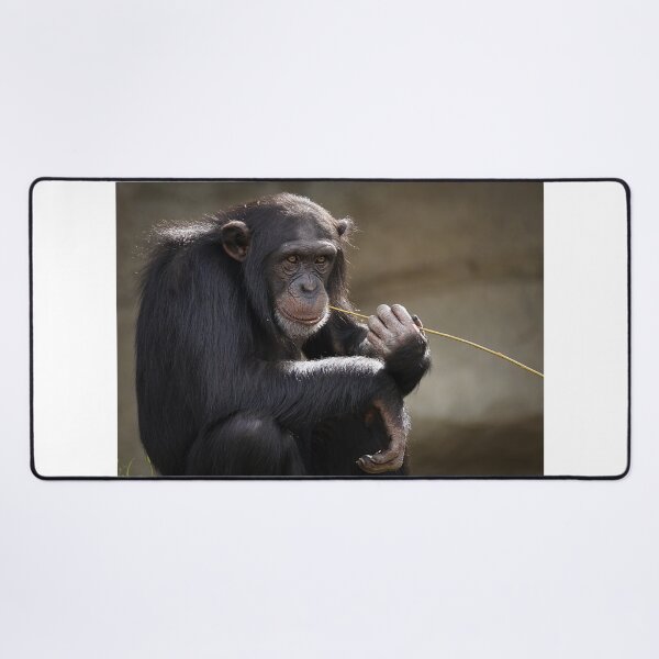 Item preview, beautiful chimpanzee portrait designed and sold by pat227jc.